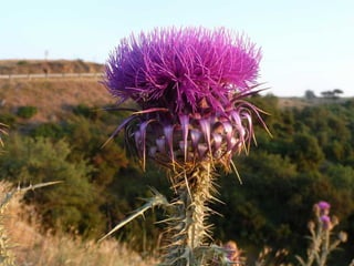 Amazing Thistles