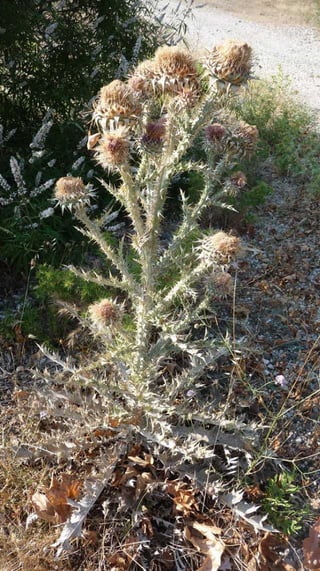 Amazing Thistles