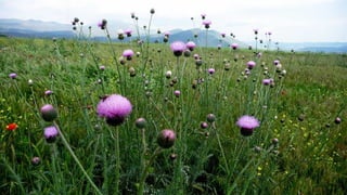 Amazing Thistles