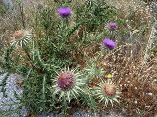 Amazing Thistles