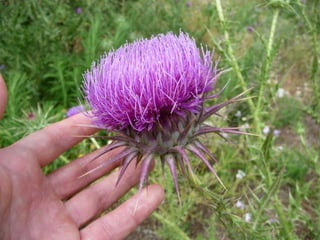 Amazing Thistles
