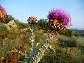 Amazing Thistles