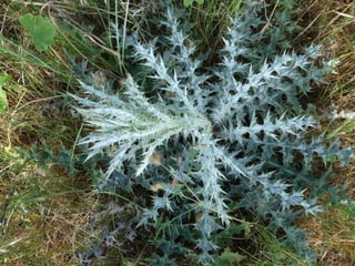 Amazing Thistles