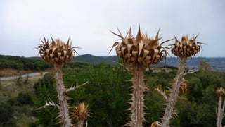 Amazing Thistles