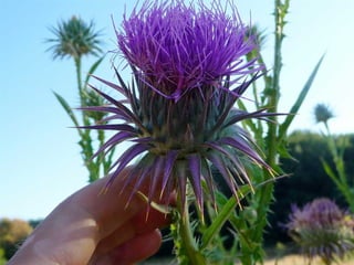 Amazing Thistles