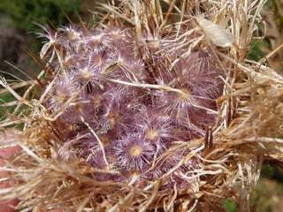 Amazing Thistles