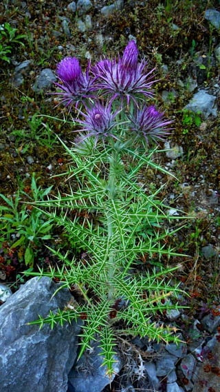 Amazing Thistles