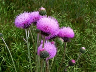 Amazing Thistles