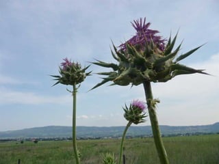 Amazing Thistles
