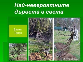 Най-невероятните дървета в света Васил  Танев 