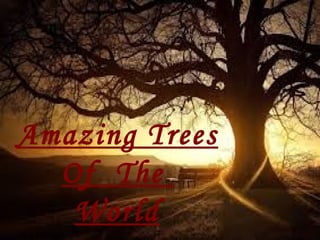 Amazing Trees
Of The
World
 