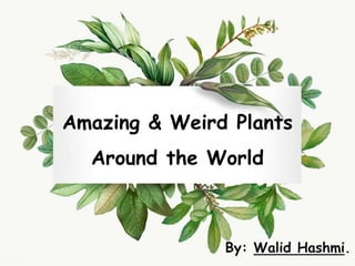 Amazing & Weird Plants
Around the World
By: Walid Hashmi.
 