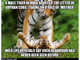 Amazing WTF Facts about animals that will blow your mind | PPTX