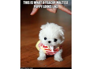 Amazing WTF Facts about animals that will blow your mind PPTX