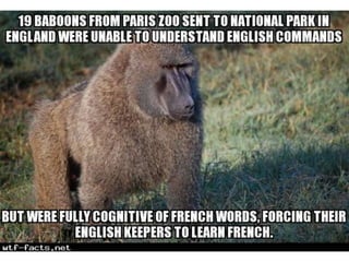 Amazing WTF Facts about animals that will blow your mind | PPTX