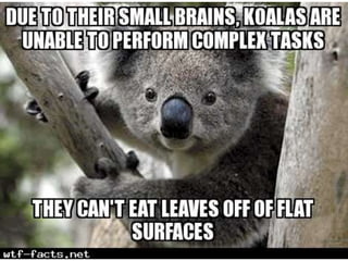 Amazing WTF Facts about animals that will blow your mind | PPTX