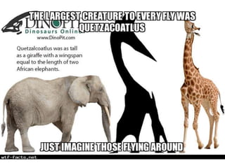 Amazing WTF Facts about animals that will blow your mind PPTX