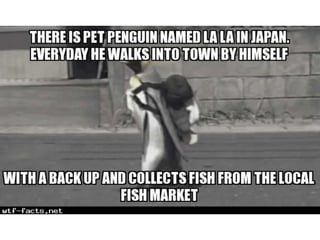 Amazing WTF Facts about animals that will blow your mind | PPTX