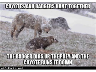 Amazing WTF Facts about animals that will blow your mind PPTX