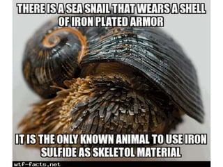 Amazing WTF Facts about animals that will blow your mind PPTX