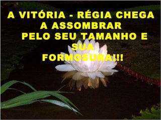 A VITÓRIA - RÉGIA CHEGA A ASSOMBRAR PELO SEU TAMANHO E SUA FORMOSURA!!!