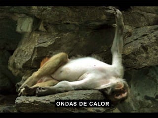 ONDAS DE CALOR 