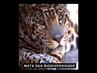 MATA SUA BIODIVERSIDADE 