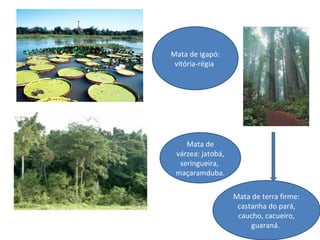 Mata de igapó:
vitória-régia
Mata de
várzea: jatobá,
seringueira,
maçaramduba.
Mata de terra firme:
castanha do pará,
caucho, cacueiro,
guaraná.
 
