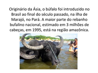 Originário da Ásia, o búfalo foi introduzido no
Brasil ao final do século passado, na ilha de
Marajó, no Pará. A maior parte do rebanho
bufalino nacional, estimado em 3 milhões de
cabeças, em 1995, está na região amazônica.
 