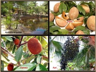 Sapoti




Açaizeiro no quintal




                  Cupuaçu   Açaí
 