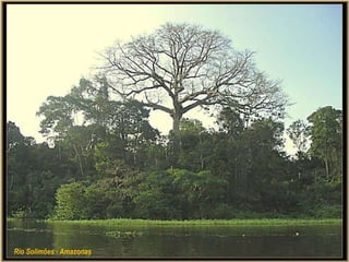 Rio Solimões - Amazonas
 