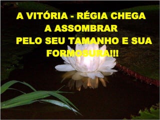 A VITÓRIA - RÉGIA CHEGA  A ASSOMBRAR  PELO SEU TAMANHO E SUA FORMOSURA!!! 