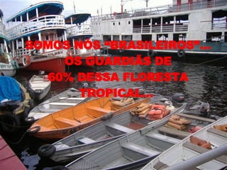 SOMOS NÓS “BRASILEIROS”... OS GUARDIÃS DE 60% DESSA FLORESTA TROPICAL...  
