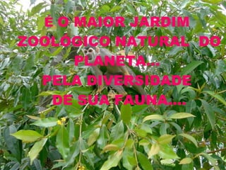 É  O MAIOR JARDIM  ZOOLÓGICO NATURAL  DO PLANETA...  PELA DIVERSIDADE  DE SUA FAUNA.... 