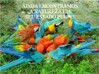 AINDA ENCONTRAMOS  A NATUREZA EM  SEU ESTADO PURO!!! 
