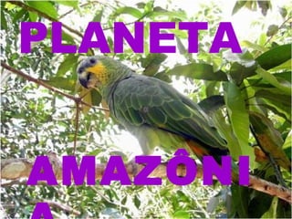 AMAZÔNI
PLANETA
 