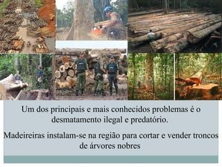 Um dos principais e mais conhecidos problemas é o
desmatamento ilegal e predatório.
Madeireiras instalam-se na região para cortar e vender troncos
de árvores nobres
 