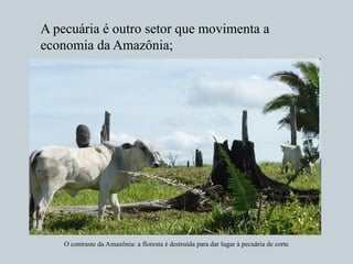 A pecuária é outro setor que movimenta a
economia da Amazônia;
O contraste da Amazônia: a floresta é destruída para dar lugar à pecuária de corte
 