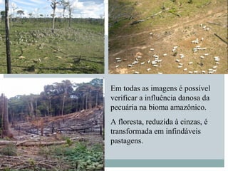Em todas as imagens é possível
verificar a influência danosa da
pecuária na bioma amazônico.
A floresta, reduzida à cinzas, é
transformada em infindáveis
pastagens.
 