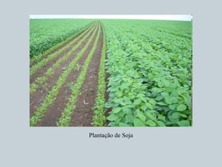 Plantação de Soja
 