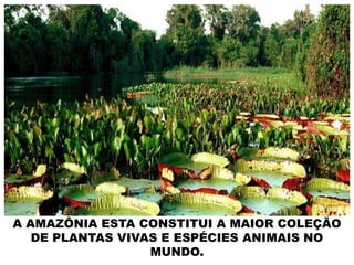 A AMAZÔNIA ESTA CONSTITUI A MAIOR COLEÇÃO
DE PLANTAS VIVAS E ESPÉCIES ANIMAIS NO
MUNDO.
 