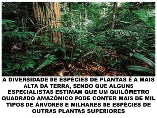 A DIVERSIDADE DE ESPÉCIES DE PLANTAS É A MAIS
ALTA DA TERRA, SENDO QUE ALGUNS
ESPECIALISTAS ESTIMAM QUE UM QUILÔMETRO
QUADRADO AMAZÔNICO PODE CONTER MAIS DE MIL
TIPOS DE ÁRVORES E MILHARES DE ESPÉCIES DE
OUTRAS PLANTAS SUPERIORES
 