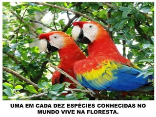UMA EM CADA DEZ ESPÉCIES CONHECIDAS NO
MUNDO VIVE NA FLORESTA.
 
