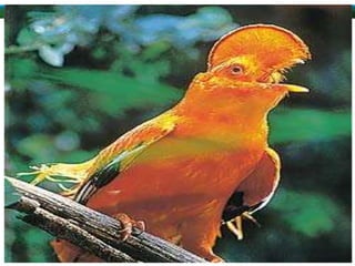 ALUNAS:
ANA LUIZA RAMOS BRITO
RAYLLA DE SOUSA OLIVEIRA
TAMIRES GAMA LIMA
TAMIRIS APARECIDA LEMOS
THAINA YURI MEDEIROS BRITO
 