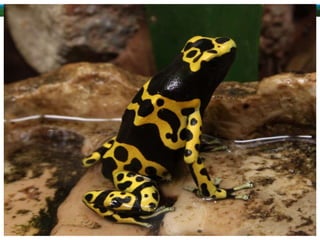 ALUNAS:
ANA LUIZA RAMOS BRITO
RAYLLA DE SOUSA OLIVEIRA
TAMIRES GAMA LIMA
TAMIRIS APARECIDA LEMOS
THAINA YURI MEDEIROS BRITO
 