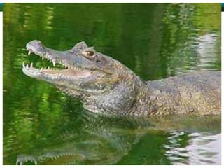 ALUNAS:
ANA LUIZA RAMOS BRITO
RAYLLA DE SOUSA OLIVEIRA
TAMIRES GAMA LIMA
TAMIRIS APARECIDA LEMOS
THAINA YURI MEDEIROS BRITO
 