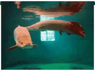 ALUNAS:
ANA LUIZA RAMOS BRITO
RAYLLA DE SOUSA OLIVEIRA
TAMIRES GAMA LIMA
TAMIRIS APARECIDA LEMOS
THAINA YURI MEDEIROS BRITO
 