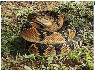 ALUNAS:
ANA LUIZA RAMOS BRITO
RAYLLA DE SOUSA OLIVEIRA
TAMIRES GAMA LIMA
TAMIRIS APARECIDA LEMOS
THAINA YURI MEDEIROS BRITO
 