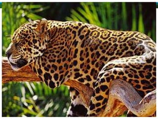 ALUNAS:
ANA LUIZA RAMOS BRITO
RAYLLA DE SOUSA OLIVEIRA
TAMIRES GAMA LIMA
TAMIRIS APARECIDA LEMOS
THAINA YURI MEDEIROS BRITO
 