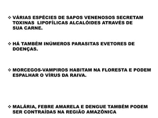  VÁRIAS ESPÉCIES DE SAPOS VENENOSOS SECRETAM
TOXINAS LIPOFÍLICAS ALCALÓIDES ATRAVÉS DE
SUA CARNE.
 HÁ TAMBÉM INÚMEROS PARASITAS EVETORES DE
DOENÇAS.
 MORCEGOS-VAMPIROS HABITAM NA FLORESTA E PODEM
ESPALHAR O VÍRUS DA RAIVA.
 MALÁRIA, FEBRE AMARELA E DENGUE TAMBÉM PODEM
SER CONTRAÍDAS NA REGIÃO AMAZÔNICA
 